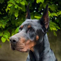 Huracan - Seeking Local Family - Black and rust male Doberman Pinscher puppy in Bruce Township, Michigan from Eminent Dobermans