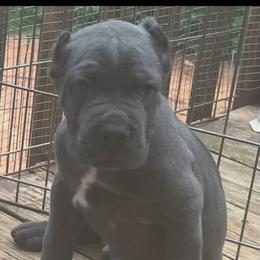Boy 5 - Gray male Cane Corso puppy in Douglasville, Georgia from Palazzo Cane Corso