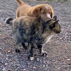 Nova Scotia Duck Tolling Retriever Puppies from Riverside Tollers