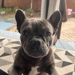 Todd - French Bulldog