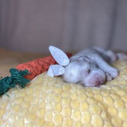 Cocker Spaniel Puppies from Brooks House Cocker Spaniels