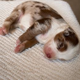Chanel - Red merle female Aussiedoodle puppy in Queen Creek, Arizona from Sunny Doodles