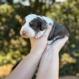 Boy 1 - Blue merle male Bernedoodle puppy in Ashland, Kentucky from Still Waters Farm