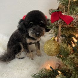 Cookie - Poodle