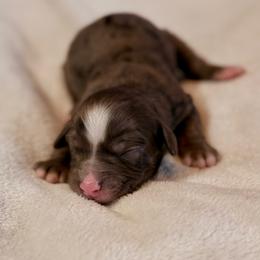 Girl 1 - Merle female Bernedoodle puppy in Anchorage, Alaska from Cascade Country Doodles