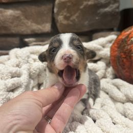 Maze - Gray and white female American Corgi puppy in Tishomingo, Mississippi from Magnolia Trace Corgis