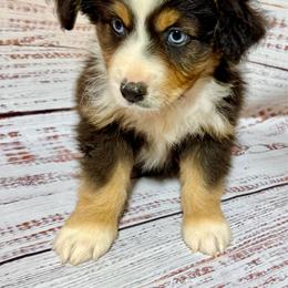Candy tri male 2 - Black tri male Miniature Australian Shepherd puppy in Lemon Cove, California from Magic Ranch Mini Aussies