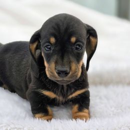 Buddy - Black and tan male Dachshund puppy in Elma, Iowa from Iowa Dachshunds