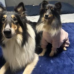 Shetland Sheepdog puppies from Romestar performance K9