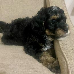 Lilly - Tri-color female Bernedoodle puppy in Mount Pleasant, Texas from Hilary’s Doodle Ranch