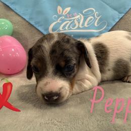 Pepper - Piebald female Dachshund puppy in Groves, Texas from AH Doxies