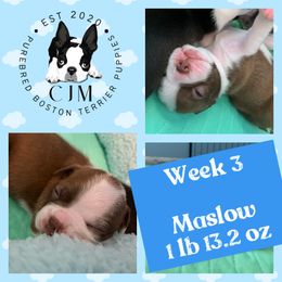 Boy 3 - Boston Terrier puppy in Jupiter, Florida from CJM Boston and Boxer Puppies