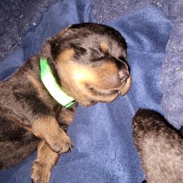 Rottweiler Puppies from Von Haus of Pearl