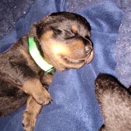 Rottweiler Puppies from Von Haus of Pearl