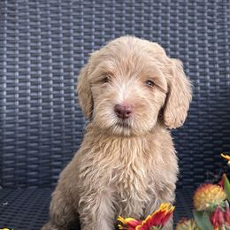 Boy 3 - Lavendar male Australian Labradoodle puppy in Morristown, New Jersey from English Manor Labradoodles