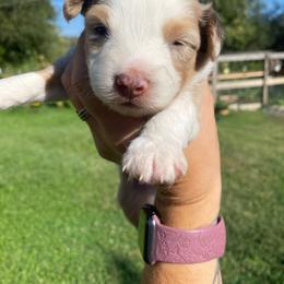 Cookie Dough - Red merle male Miniature Australian Shepherd puppy in Sonora, California from Quarle Ranch Mini Aussies