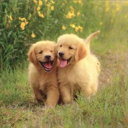 Golden Retriever and Labrador Retriever Puppies from Glenn Farm Retrievers