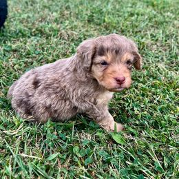 Dunn - Merle male Bernedoodle puppy in Warrensburg, Missouri from Dreamer Ridge Puppies
