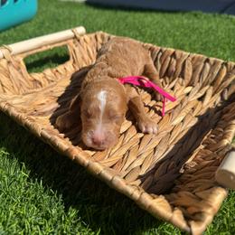 Tinsel - Red  female Goldendoodle puppy in Phoenix, Arizona from Amore Doodles & Poodles
