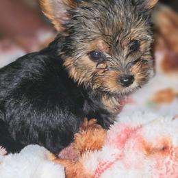 Tiny (very small girl) - Black and tan female Yorkshire Terrier puppy in Thornville, Ohio from My precious yorkies