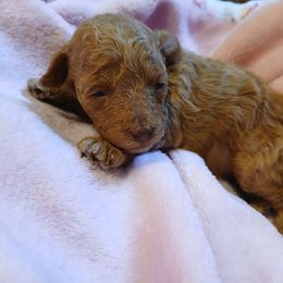 Karrie - Apricot female Poodle puppy in North Carolina from Faithful Hearts Kennel
