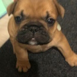 French Bulldog Puppies from AM FRENCHIES