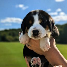 Purple Girl, Star - Black, white and red female Greater Swiss Mountain Dog puppy in Edinboro, Pennsylvania from Greater Swiss of Whitetail Acres