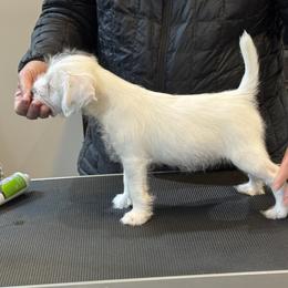 Doberman Pinscher and Parson Russell Terrier Puppies from Saddles Ridge PRT's