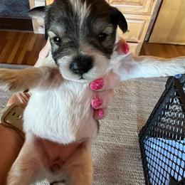 Daisy - Parti female Miniature Schnauzer puppy in Elk Grove, California from Meuser's Miniature Schnauzers