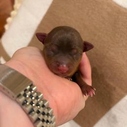 Ginger - Chocolate, tan and white female Yorkshire Terrier puppy in Illinois from Pretty Little Yorkies
