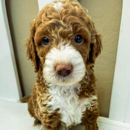 Giblet - Red  male Goldendoodle puppy in Peoria, Arizona from Cactus Doods