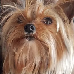 Toby - Yorkshire Terrier