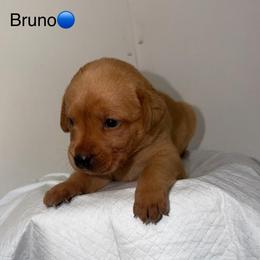 Bruno Blue Collar - Yellow male Labrador Retriever puppy in Elloree, South Carolina from Moonlight Kennels LLC