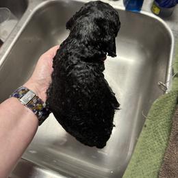 Poodle Puppies from Jewels Mtn Poodles