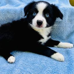 Bicolor female - Black & white female Toy Australian Shepherd puppy in Randleman, North Carolina from Deep River Aussies and Dachshunds