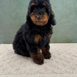 Titan - Black and tan male Cockapoo puppy in Beresford, South Dakota from DAKOTA DOOD RANCH