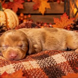Pumpkin - Dapple male Dachshund puppy in Port Saint Lucie, Florida from ThePuppyVille