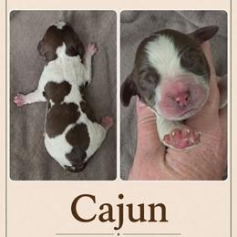 Cajun - Tri-Roan male English Springer Spaniel puppy in Fort White, Florida from Thunderbird Springers