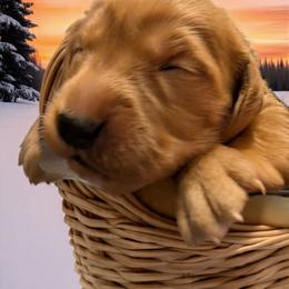 Rum (Boy 2) - Dark golden male Golden Retriever puppy in Wendell, Minnesota from Floden Farm Golden Retrievers