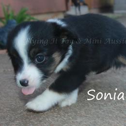Sonia - Black tri female Toy Australian Shepherd puppy in Godley, Texas from Flying H Toy and Mini Aussies
