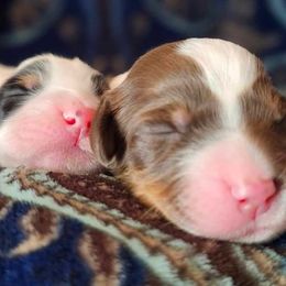 English Setter puppies from English Setters of the Eyrie