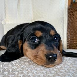 Dachshund Puppies from Hidden Haven Dachshunds