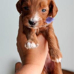 Bluebell - Purple collar girl - Red  female Goldendoodle puppy in Ruthorfordton, North Carolina from Duncan Doodles Goldendoodles