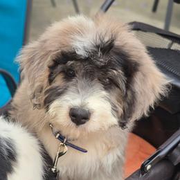 Batman last man standing - Blue merle male Aussiedoodle puppy in Georgetown, California from Foothill Aussies