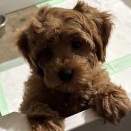Bernedoodle, Cavapoo, Goldendoodle, Miniature Schnauzer, and Poodle Puppies from Alyssa Xxweetdoodles
