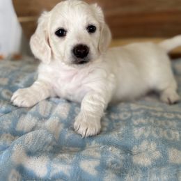 Huey - Cream male Dachshund puppy in Newport, Tennessee from Justice Doxies