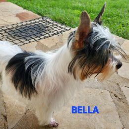BELLA - Yorkshire Terrier