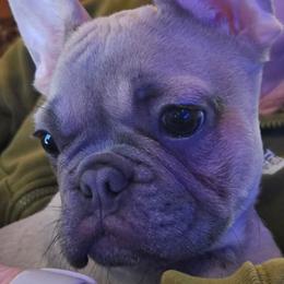 French Bulldog and Miniature Schnauzer All Grown Up from Olivia's Miniature Schnauzer's and French Bulldogs