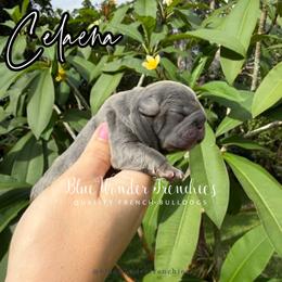 Celaena Sardothien - Blue female French Bulldog puppy in Loxahatchee, Florida from Blue Wonder Frenchies