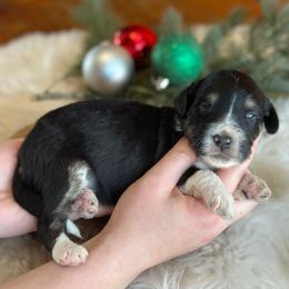 Sydney - Black tri-color female Aussiedoodle puppy in Lancaster, Minnesota from Finney Ranch